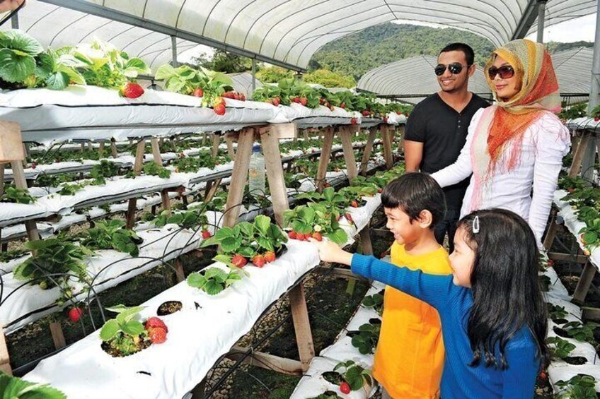 Strawberry Park Cameron Highland