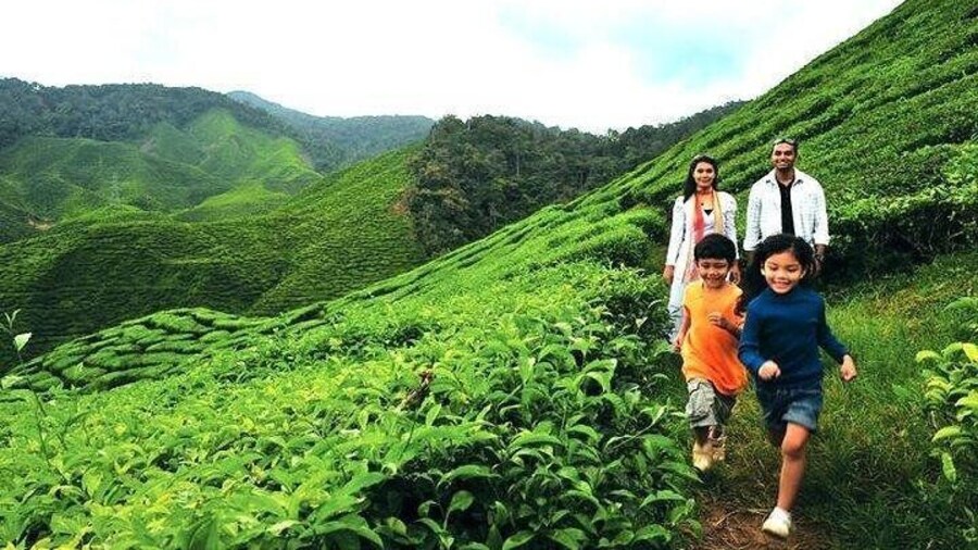 Private Cameron Highland Day Trip from Kuala Lumpur