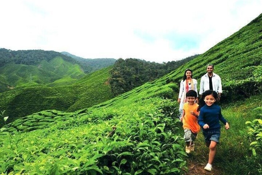 Private Cameron Highland Day Trip from Kuala Lumpur