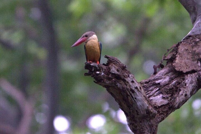 3 Nights Ceylon Up Country and Sigiriya with Hotel B and B Basis