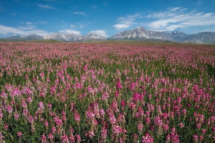 14-Day Kyrgyztan Trekking Tour 