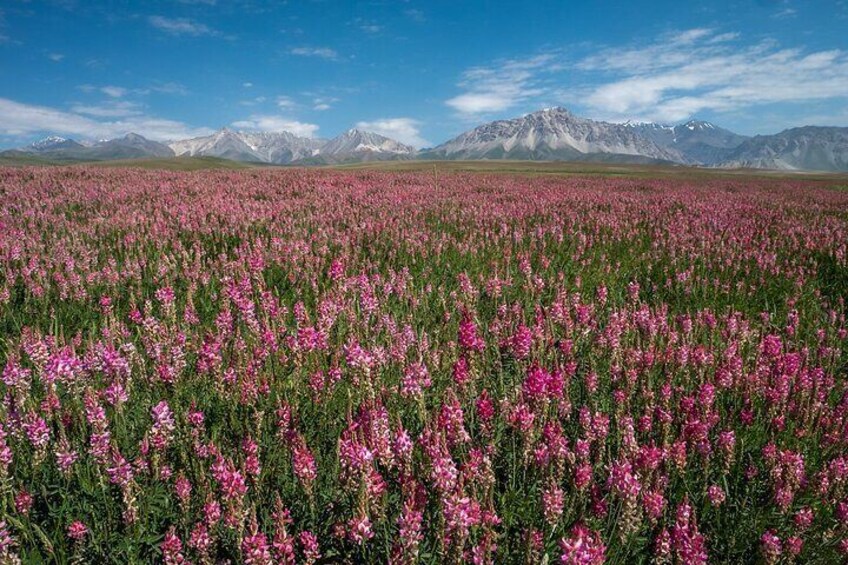 14-Day Kyrgyztan Trekking Tour