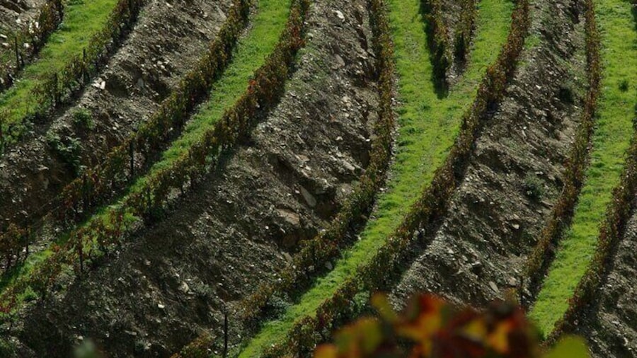 Upper Douro Valley Wine Tour