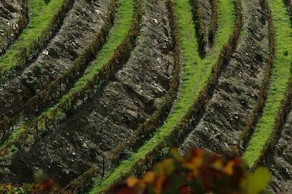 Visite des vins de la vallée du Haut Douro