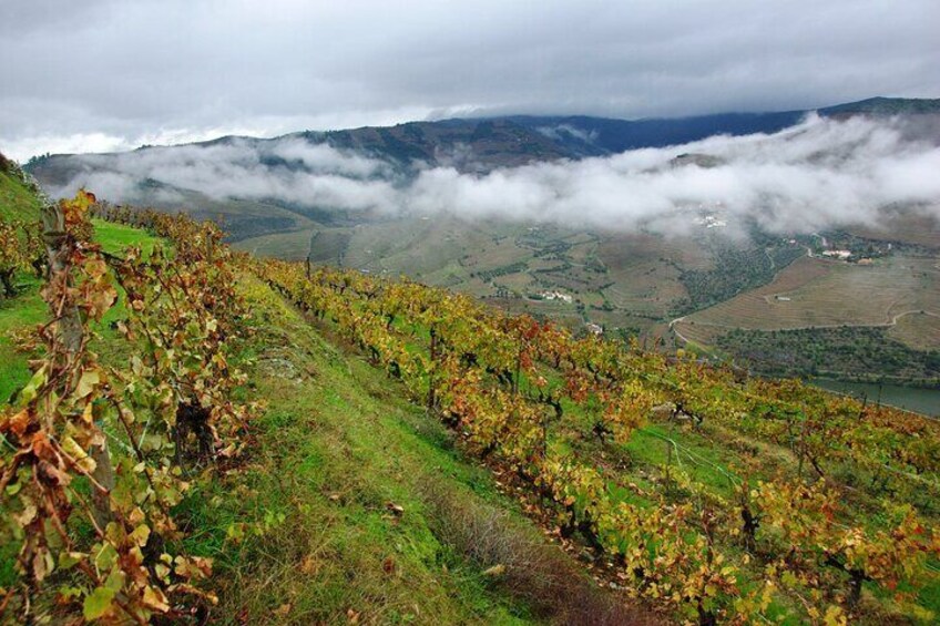 Upper Douro Valley Wine Tour