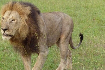 Parque Nacional de Nairobi, Nairobi