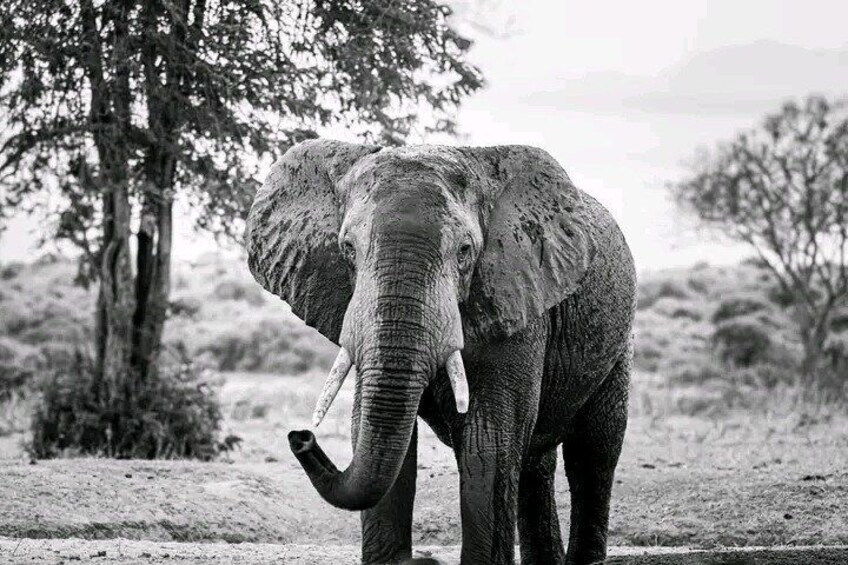 1 Day Tsavo East Safari Discovery of Kenya's Wildlife