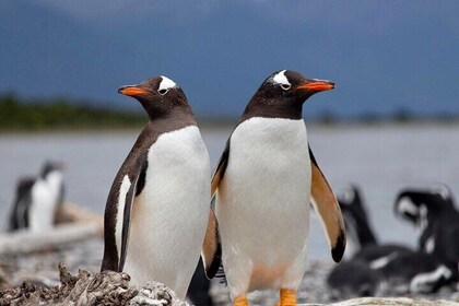 Guided Penguin Watching Tour and Centolla Route