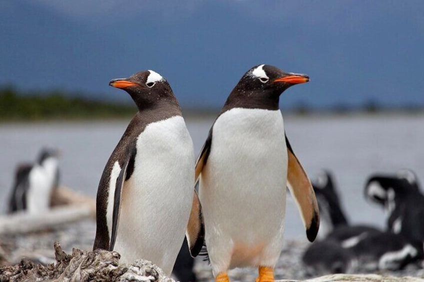 Penguin Sighting Papua