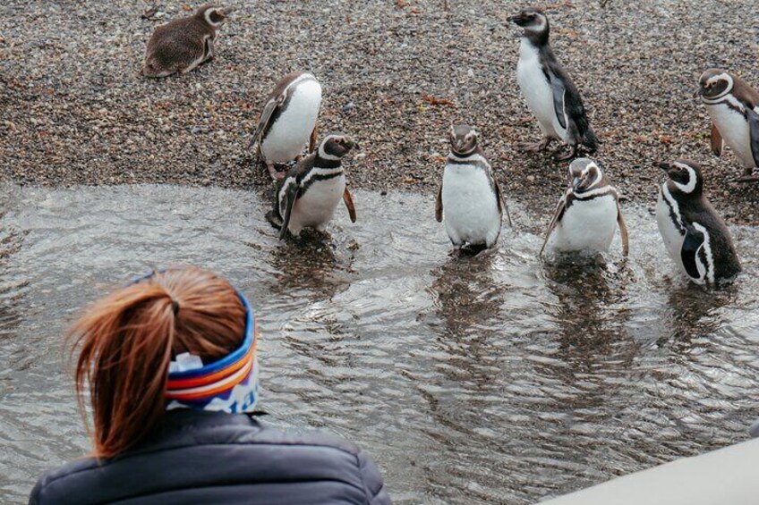 Sighting of Magellanic Penguins