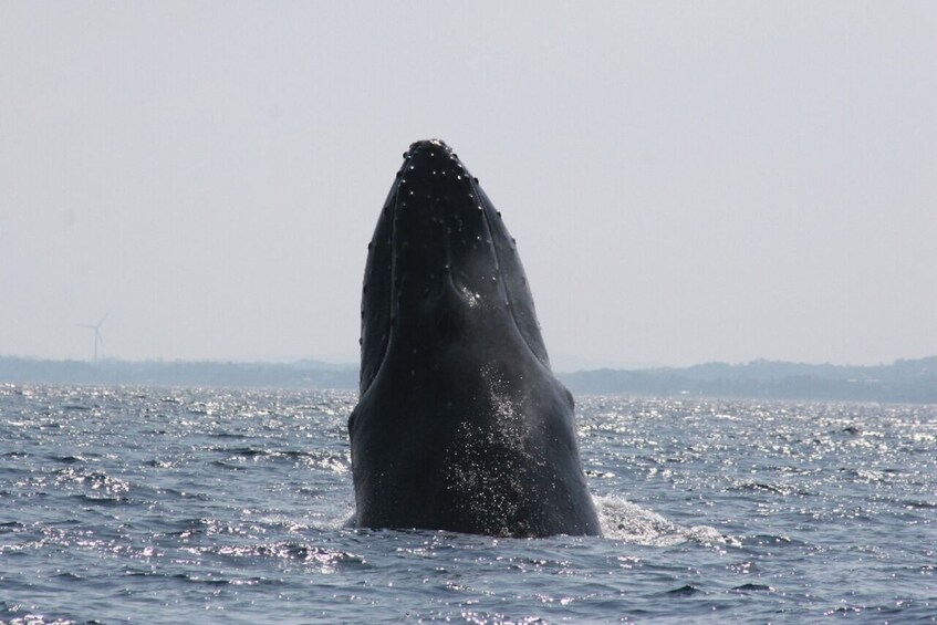 Kerama Tokashiki island introductory + Whale watching tour