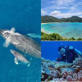 Kerama Tokashiki island + Introductory Diving + Whale watching tour