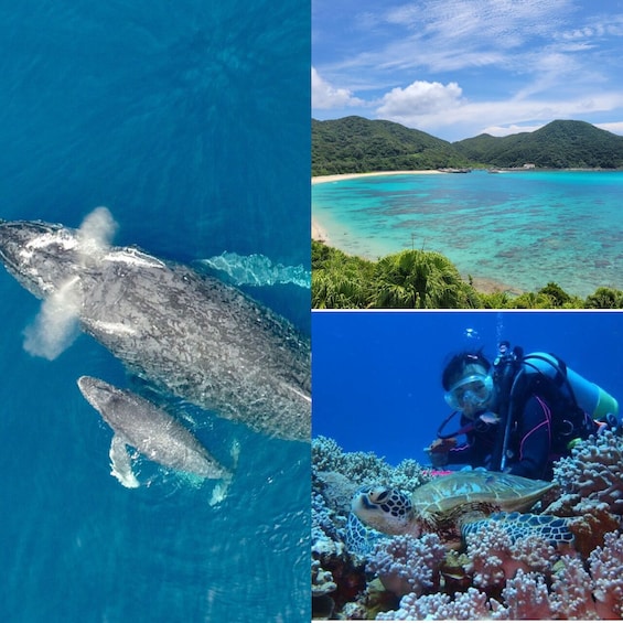 Kerama Tokashiki island introductory + Whale watching tour