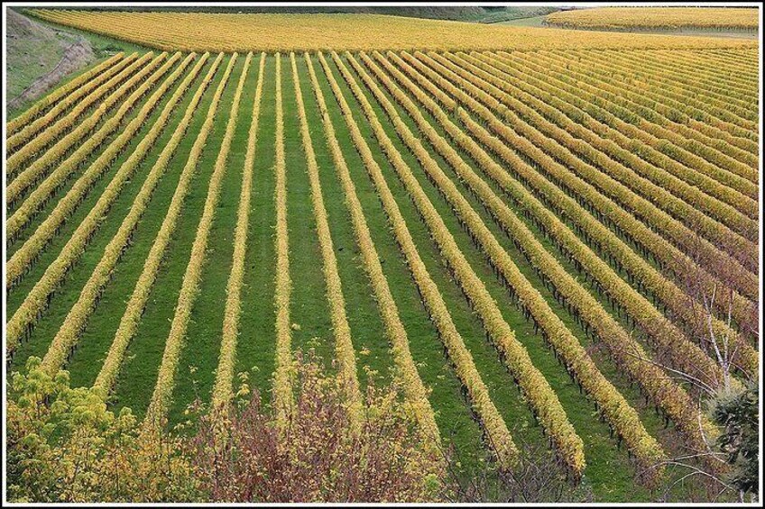 Lovely vineyards with Hawkes Bay Scenic Tours