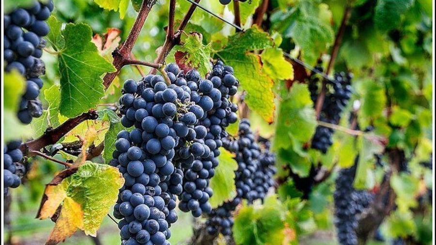 Sarah grapes on the vines