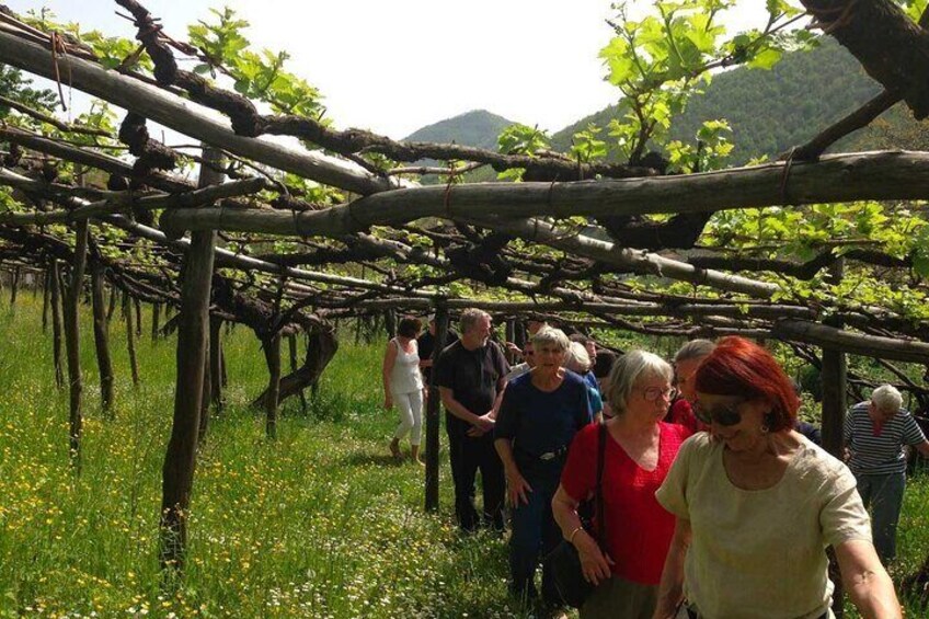 Amalfi Coast Tour and Wine Tasting From Salerno with Transfer
