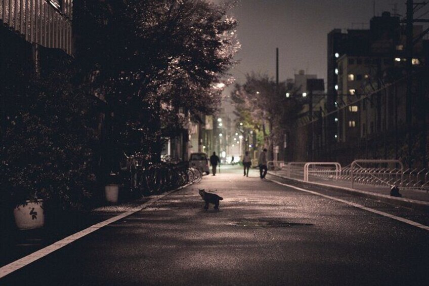 Osaka Night Walking Tour