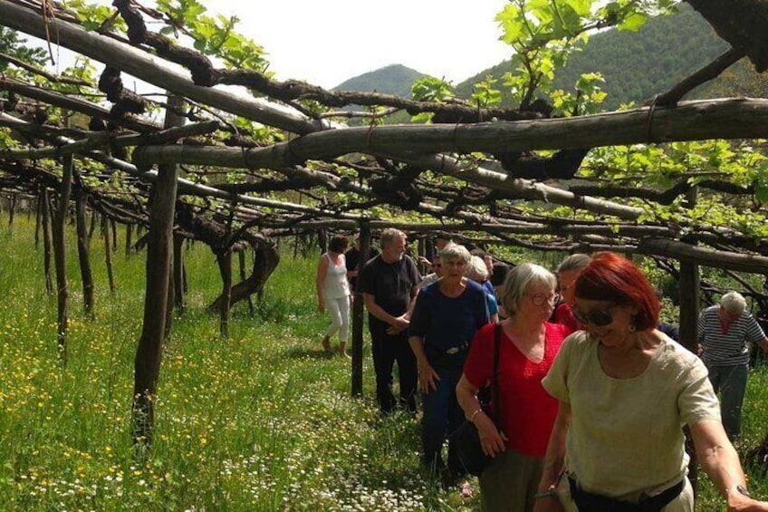 Amalfi Coast Tour and Wine Tasting From Positano with Transfer