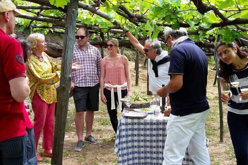 Amalfi Coast Tour and Wine Tasting From Positano with Transfer