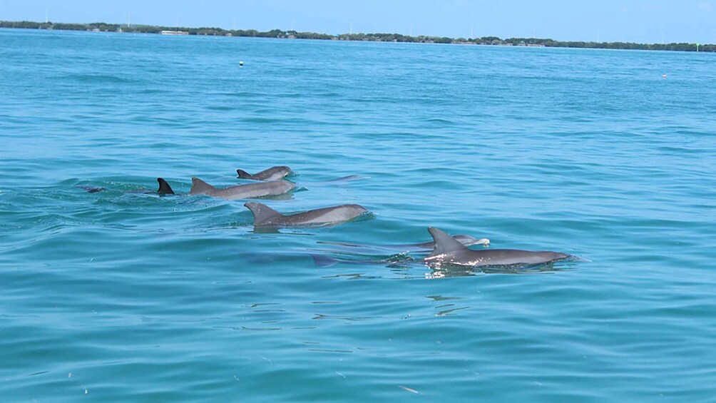 Picture 7 for Activity Islamorada: Private Boat Tour with Snorkeling and Sandbar