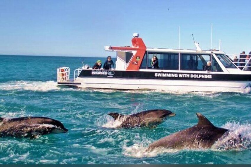 Private Akaroa Day Tour From Christchurch