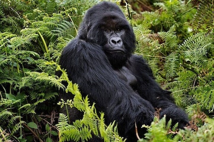 2 Days Gorilla & Golden Monkey Trekking Safaris