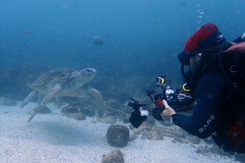 Green Sea Turtle and Diver