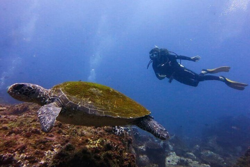 Green Sea Turtle