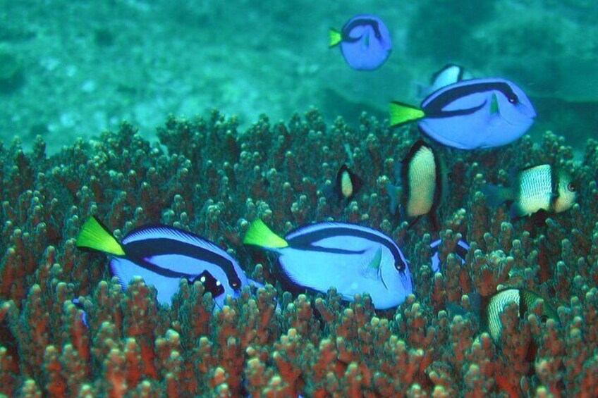 Blue Tangs ("Dory")