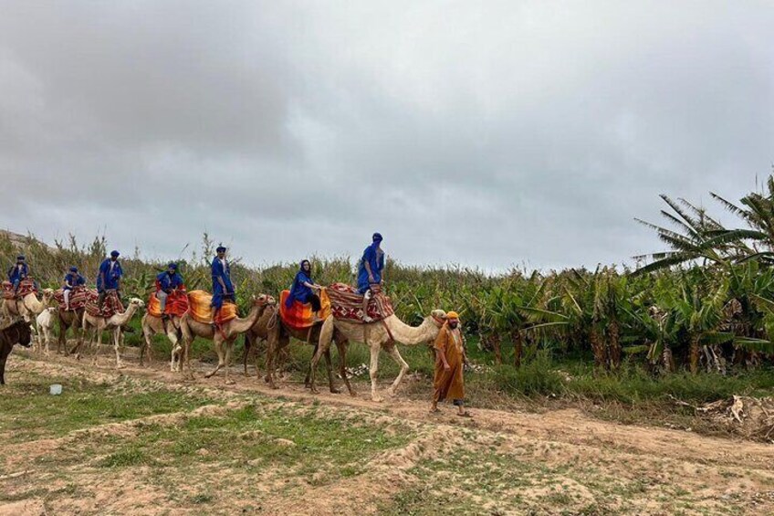 Safari Camel Ride in Banana Beach from Agadir