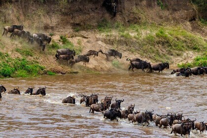 10 Days Private Camping Safari & Great Migration