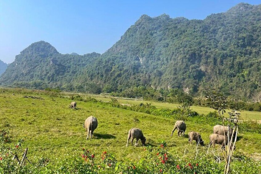 2 Days Uncover the Wonders of Cat Ba National Park & Lan Ha Bay