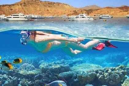 Aventura de buceo con dugongos y tortugas en Marsa Mubarak
