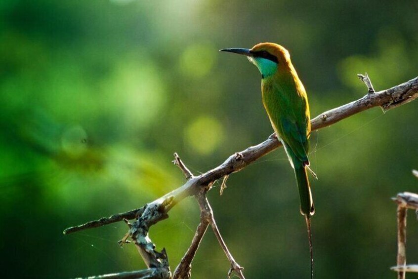 Colombo City Tour with Muthurajawela Bird watching