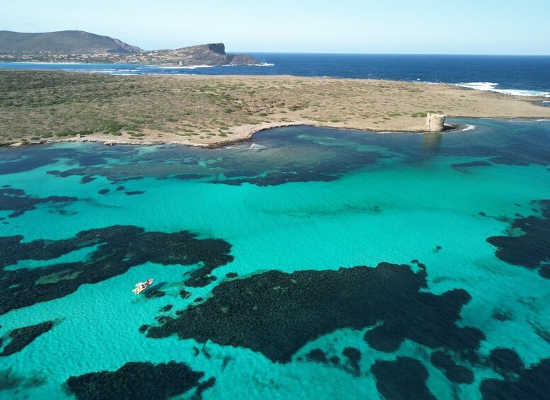 Picture 2 for Activity Stintino: Half-day Rib Tour in Asinara With Aperitif