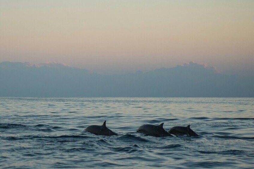 Dolphin Tour in Buleleng: A popular early morning tour to see playful dolphins in their natural habitat along the northern coast of Bali.