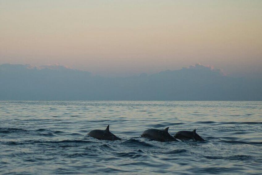 Dolphin Tour in Buleleng: A popular early morning tour to see playful dolphins in their natural habitat along the northern coast of Bali.