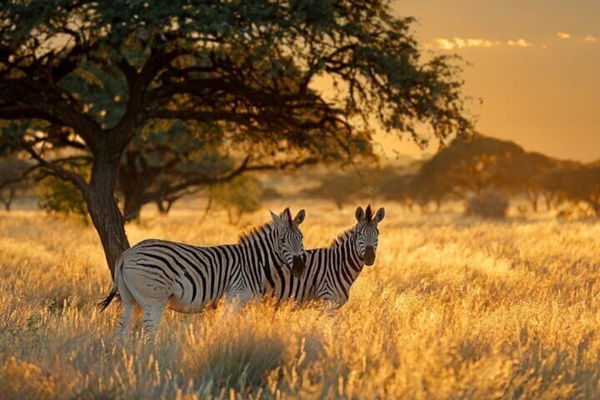 10 Days Private Camping Safari