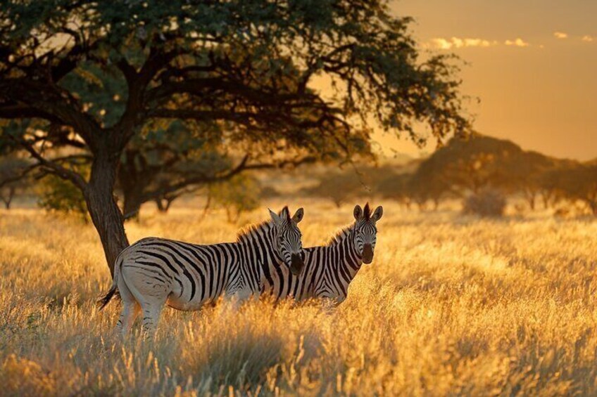 10 Days Private Camping Safari