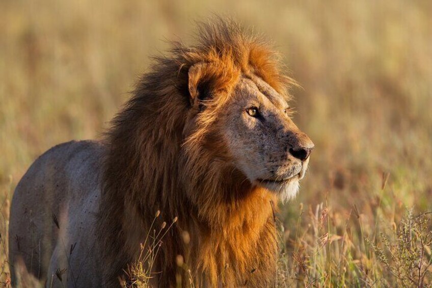 10 Days Private Camping Safari