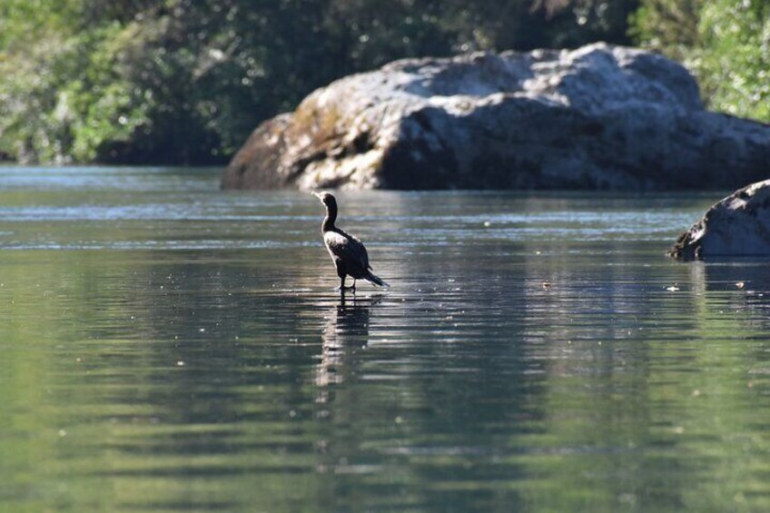 Jergon Duck.