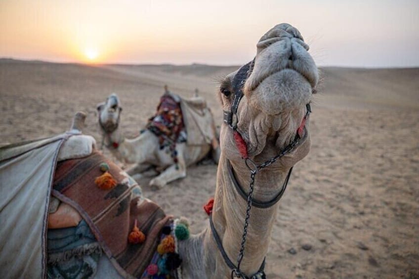 Romantic Dinner in Agafay & Camel Ride with transfer - Marrakesh