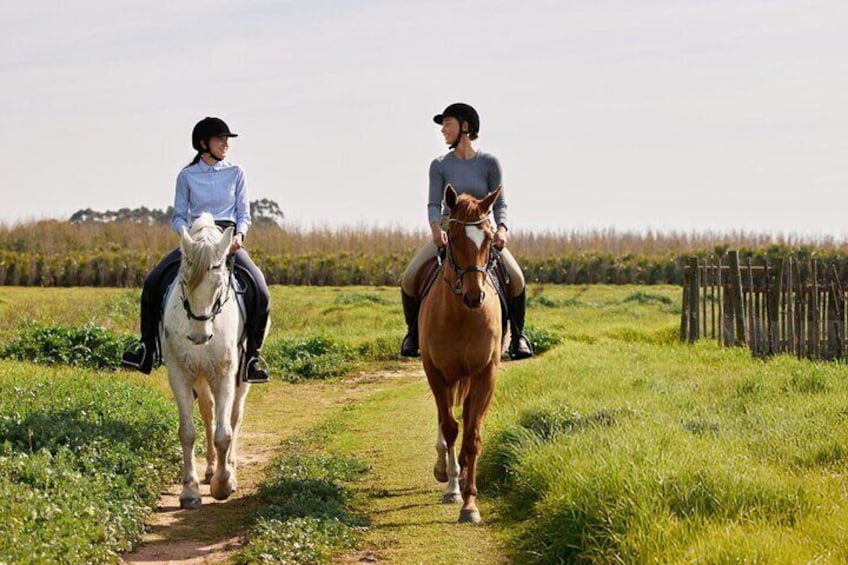 Experience Horse Riding in Palmeraie Grove & Transfer - Marrakesh