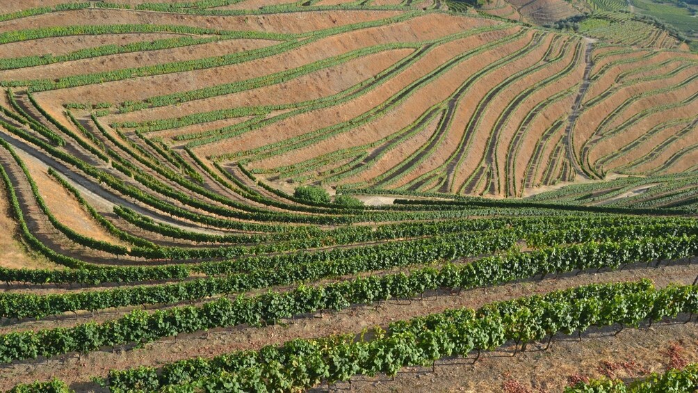 Discover the Douro Valley: Exclusive Small-Group Wine Tour from Porto