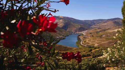 Entdecke das Douro-Tal: Exklusive Kleingruppen-Weintour ab Porto