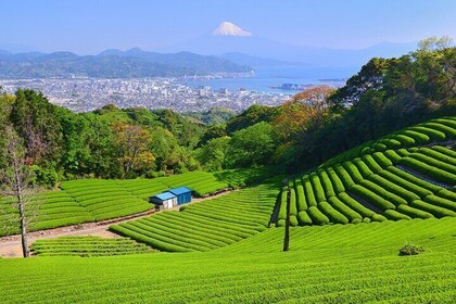 Private Shizuoka Tour from Shizuoka Station / Van Taxi