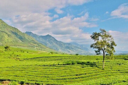 Private Sapa Motorbike Tour - Tea Hill