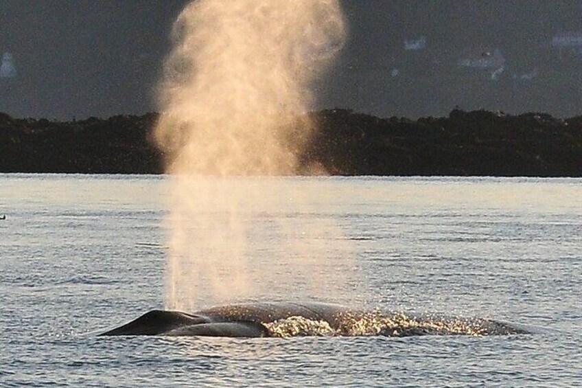 Whale Watching in Saint Andrews with Private Car Tour