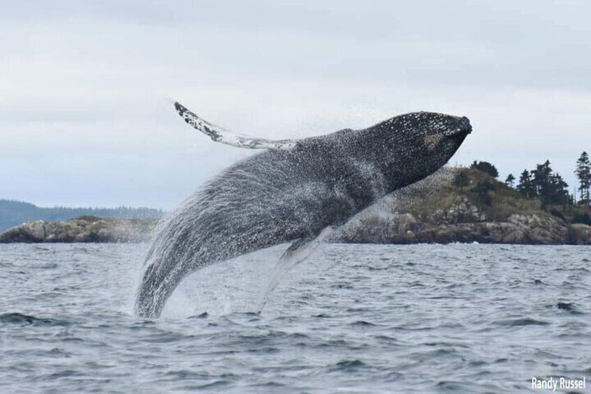 Whale Watching in Saint Andrews with Private Car Tour