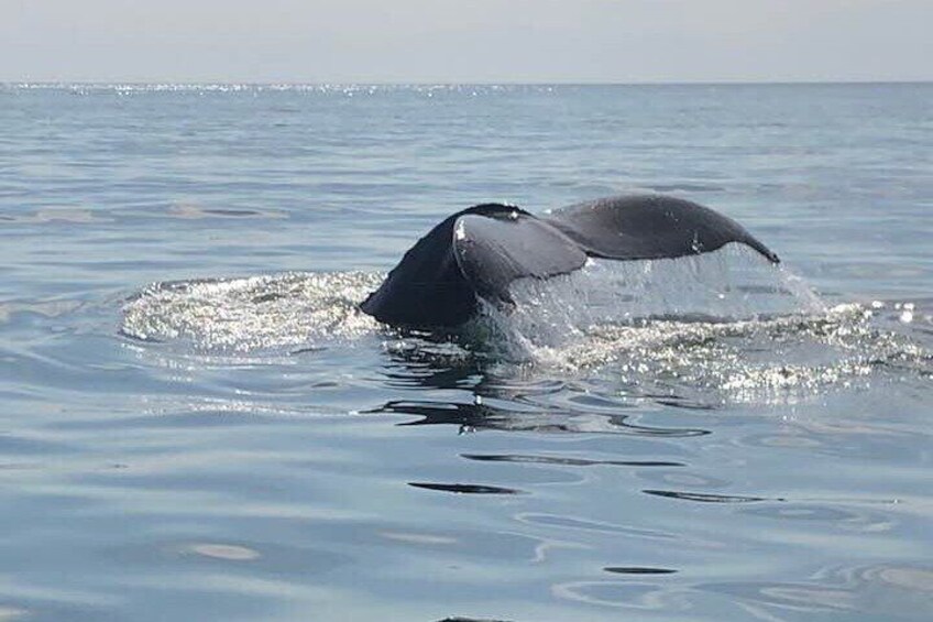 Whale Watching in Saint Andrews with Private Car Tour